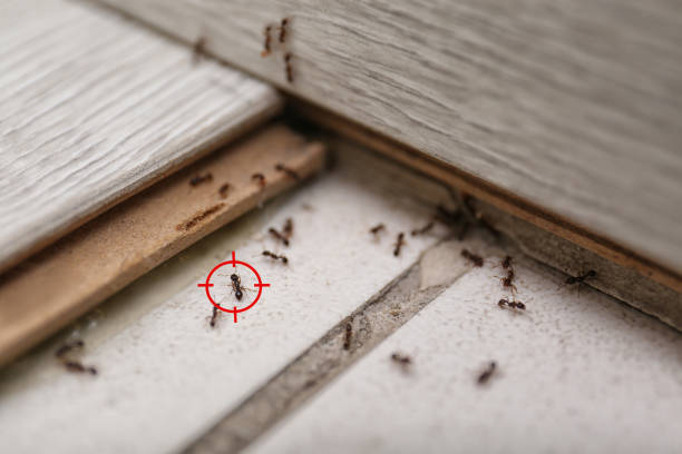 Best Best Pest Control Companies  in Sycamore, IL