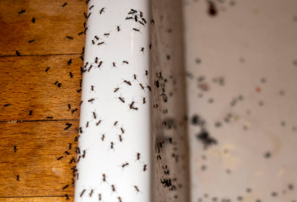 Best Bird Control  in Sycamore, IL