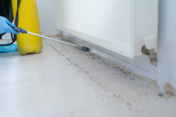 Best Ant Control Services  in Sycamore, IL
